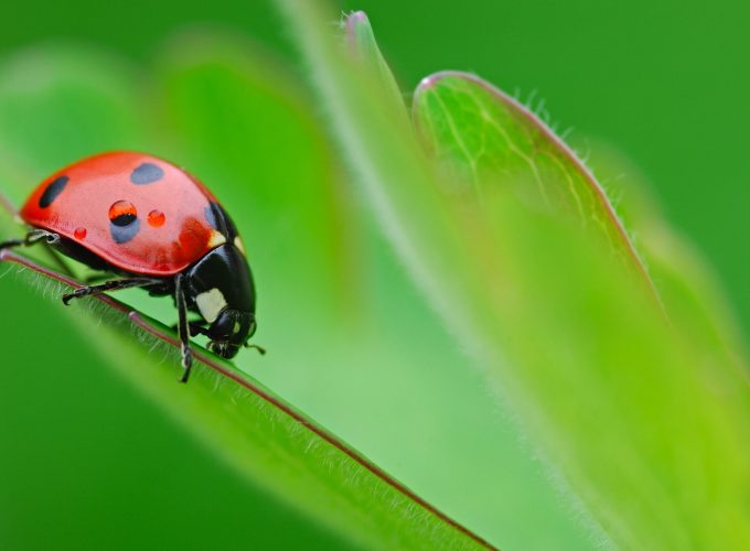 Wallpaper ladybug, 4k, Animals 127645551
